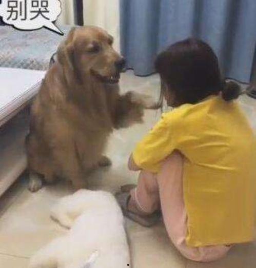 娱乐吃瓜酱小狗安慰,娱乐吃瓜酱的暖心安慰之道 第3张 娱乐吃瓜酱小狗安慰,娱乐吃瓜酱的暖心安慰之道 第3张